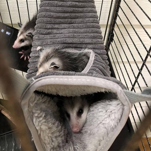 Hamster cage rat ferret - hamster,