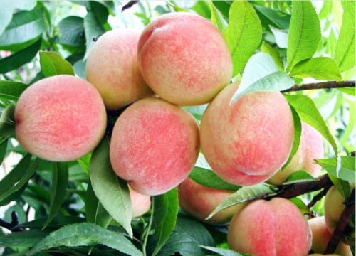 Peach tree seeds sweet - tree,