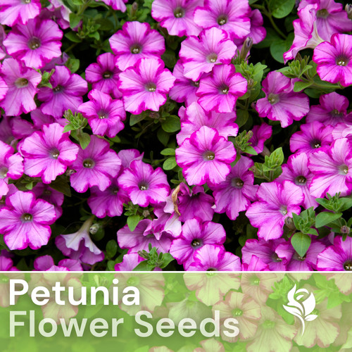 1000 plum angel petunia - plum, seeds