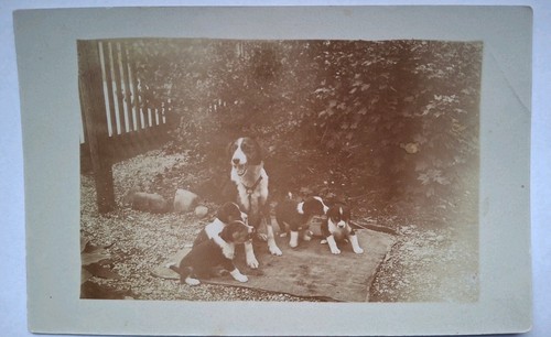 Old photo postcard - female, dog