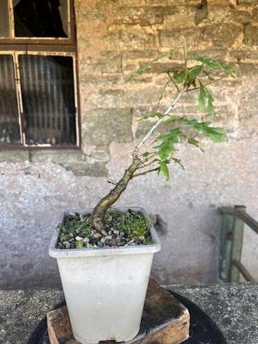 Oak bonsai starter - , tree