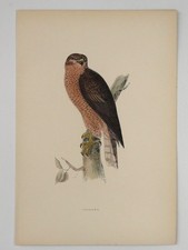 Goshawk British Bird Print F O Morris A F Lydon c1870s Hand Coloured