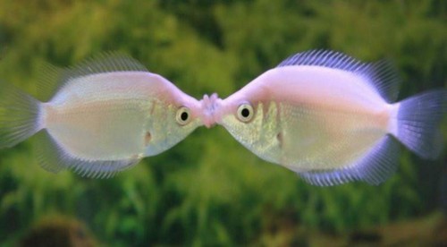 Pack pink kisser - pink, gourami