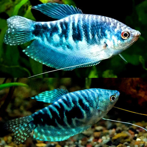 Opaline gourami to 2 - 4, 2"