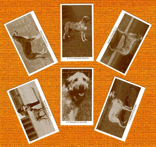 Irish wolfhound set - irish, named