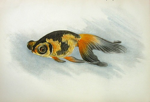 Oriental demi ranchu - demi,