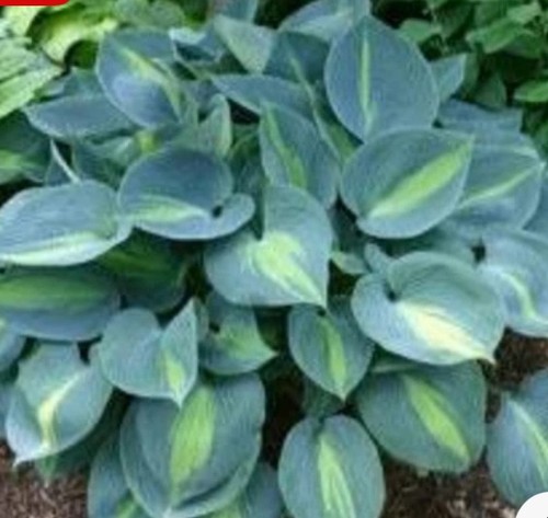 Hosta touch class x - hosta, 9cm