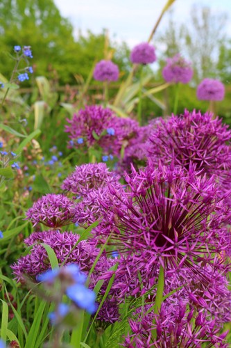 50 x allium bulbs - 10,