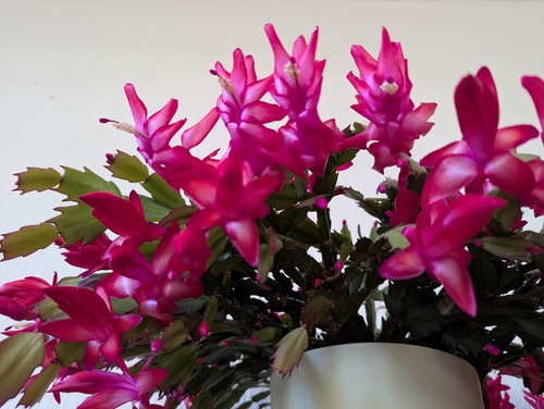 Schlumbergera christmas cactus - christmas,