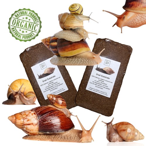 Giant african land - african, snail
