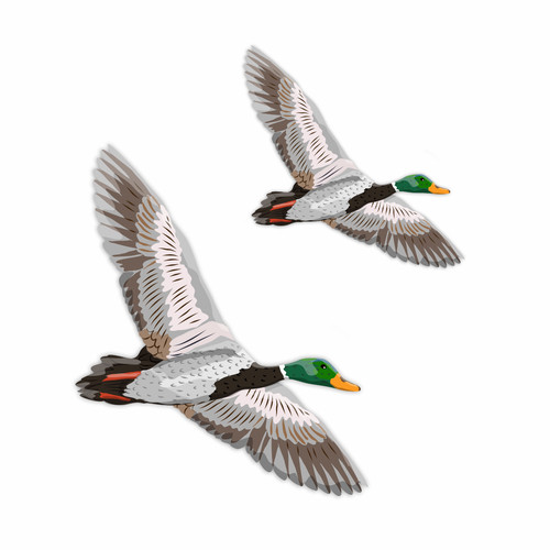 Flying mallard duck wall - duck,