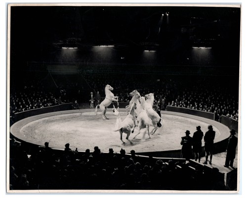Grey horses dancing ring - grey,