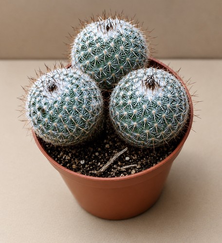 Mammillaria dealbata potsize - mammillaria,