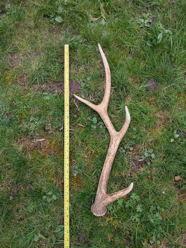 Zoo sika deer antler - deer,