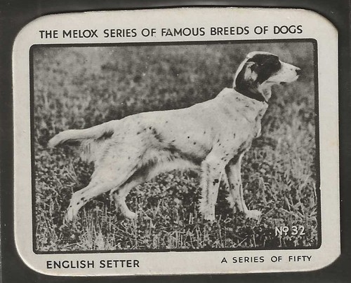 Melox famous breeds - melox-famous, dog