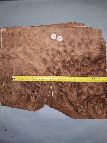 American walnut burr - walnut,