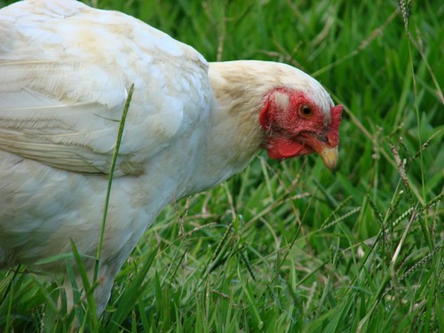 Premium poultry grass - premium, seeds