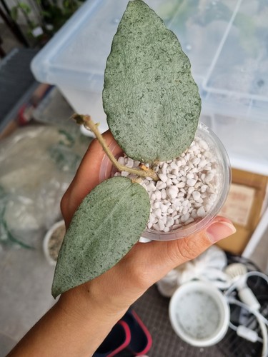 Hoya caudata argene pleas see - caudata,