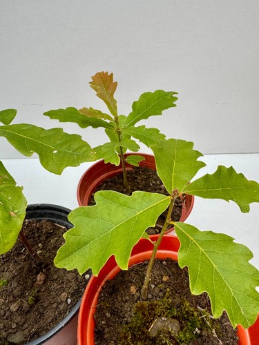English oak tree saplings - 5x,