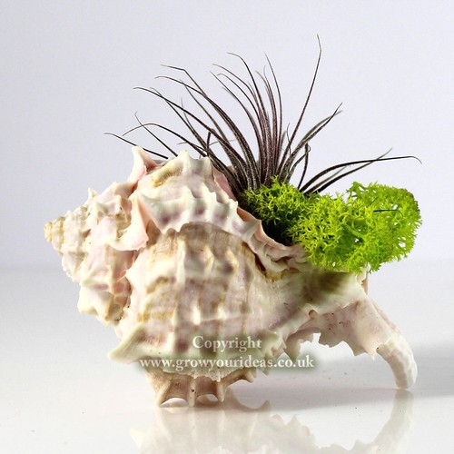 Tillandsia air plant kit - air,