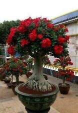 ADENIUM OBESUM - DESERT ROSE MIX, 5 SEMI SELEZIONATI