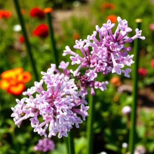 Syringa flowerfesta palibin - flowerfesta, in