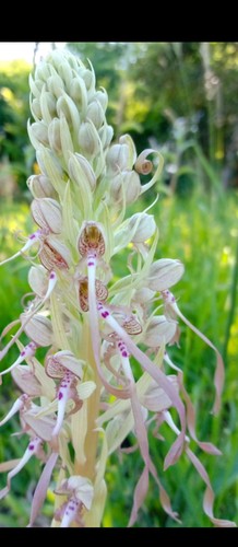 Hardy orchids choose - 3,
