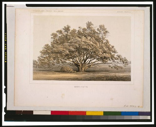 Photo manzanita tree - photo:manzanita, 1855