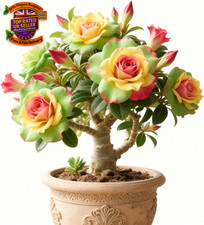 Desert Rose Bulbs for Planting