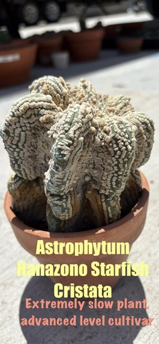 Astrophytum hanazono starfish - hanazono,