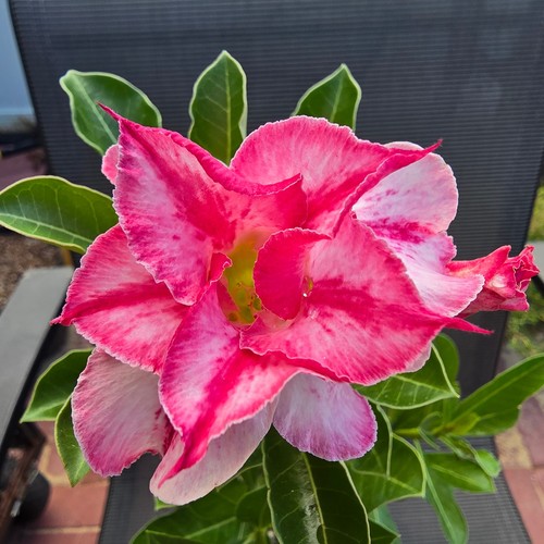 Exotic desert rose - exotic,