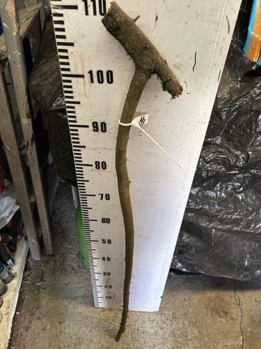 Blackthorn walking stick - ,