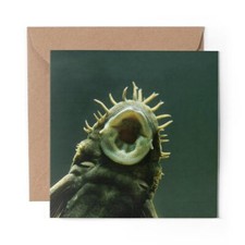 1 x Blank Greeting Card