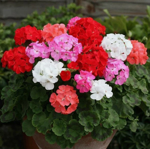 Geranium horizon mixed - geranium,