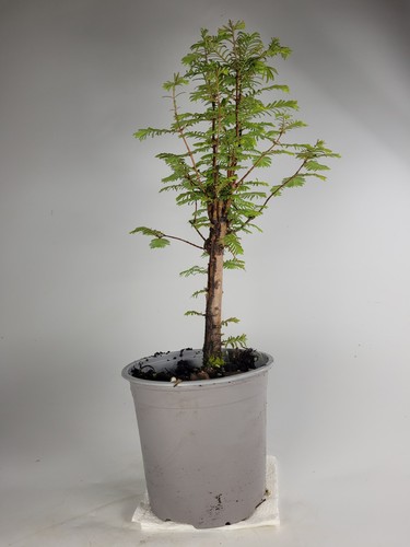 Dawn redwood starter bonsai - dawn,