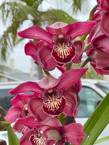 Cymbidium barrita pillar - cymbidium,