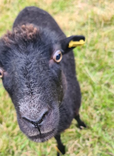 Alan raw ouessant - alan, sheep