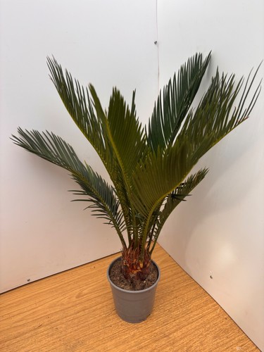 Cycas revoluta sago - sago, palm