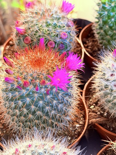 Mammillaria flowering cactus - mammillaria,