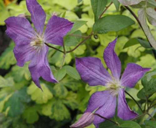 Clematis viticella solina - viticella,