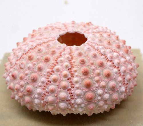 Sea urchin mounted - sea, on