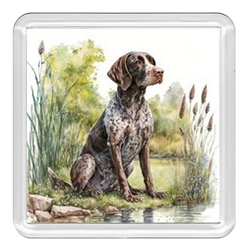 German shorthaired pointer dog - german,
