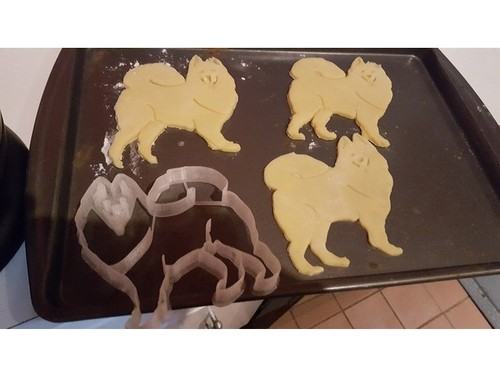 Samoyed dog cookie - cookie, pastry