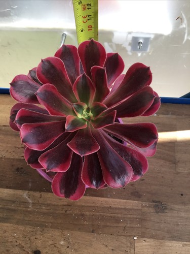 Aeonium medusa - aeonium,