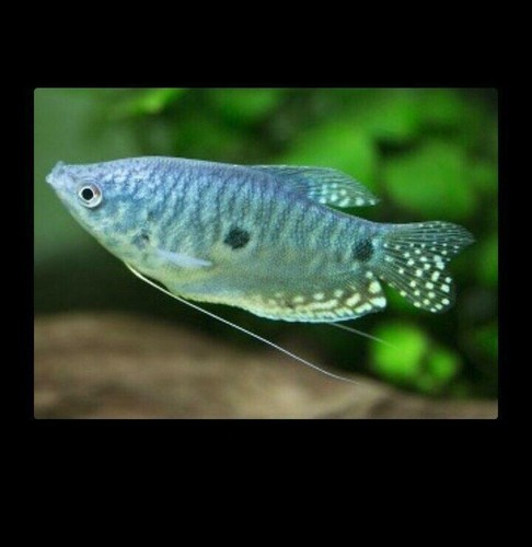 Pack blue gourami 2 - 2, +2"