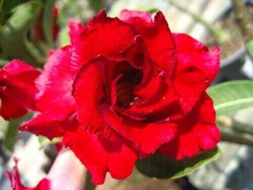 Adenium obesum doungdee - 10,
