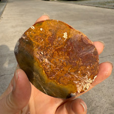130g Natural Petrified Wood Fossil Slice Crystal Mineral Healing
