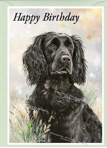 Cocker spaniel dog - cocker,