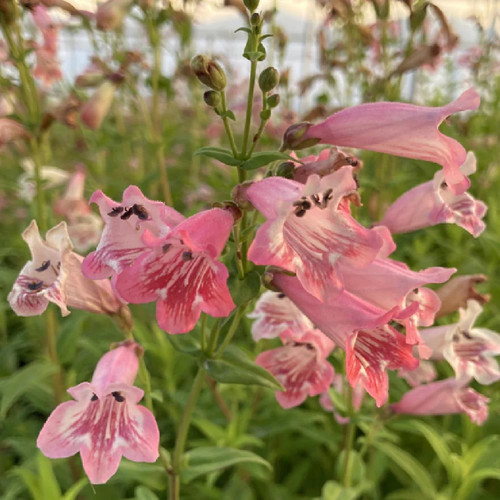 Beardtongues penstemon - -,