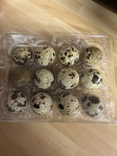 12 Cotournix Quail Eggs For